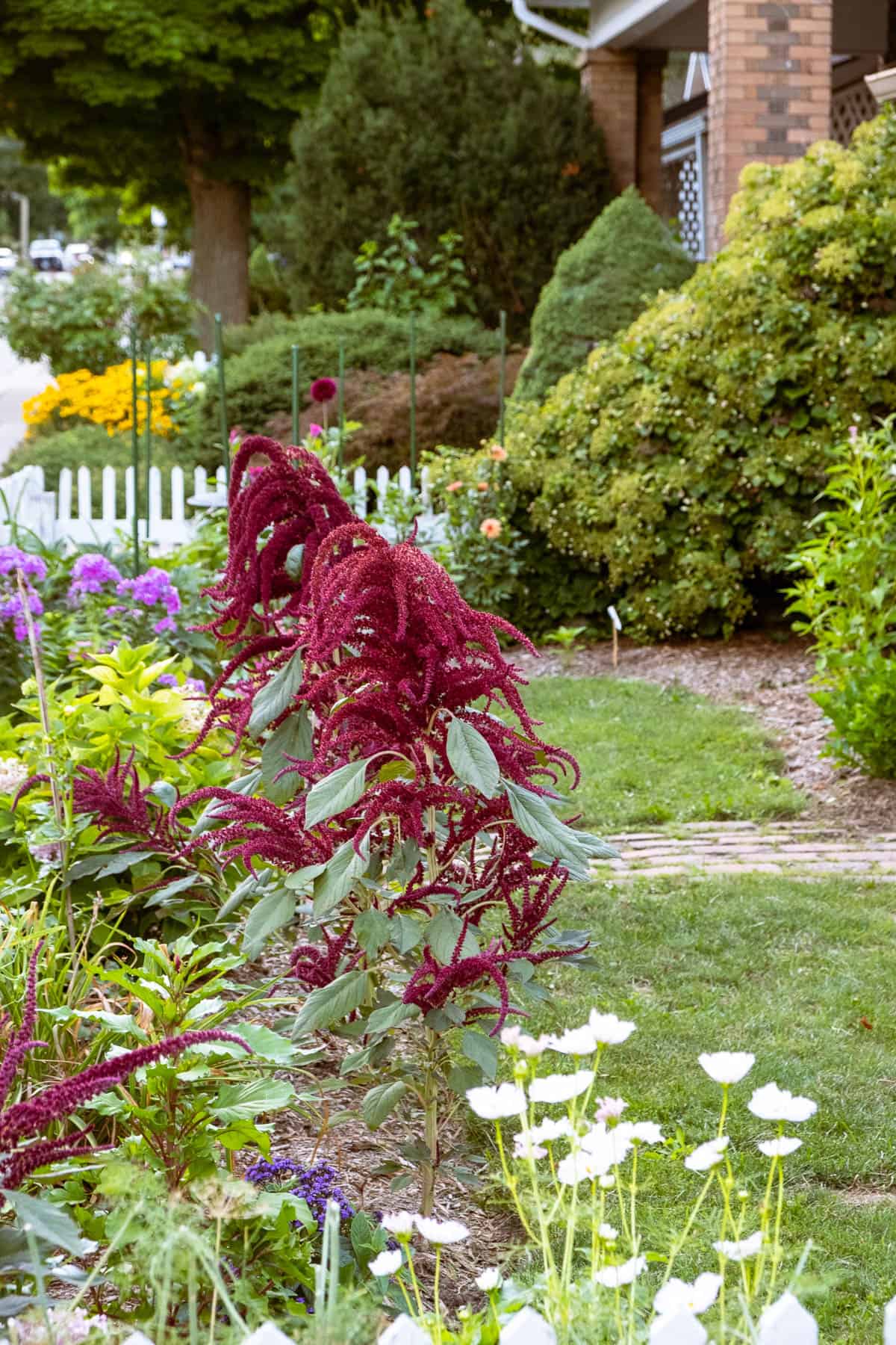 English cottage garden bursting with red, purple, pink, orange and white blooms.