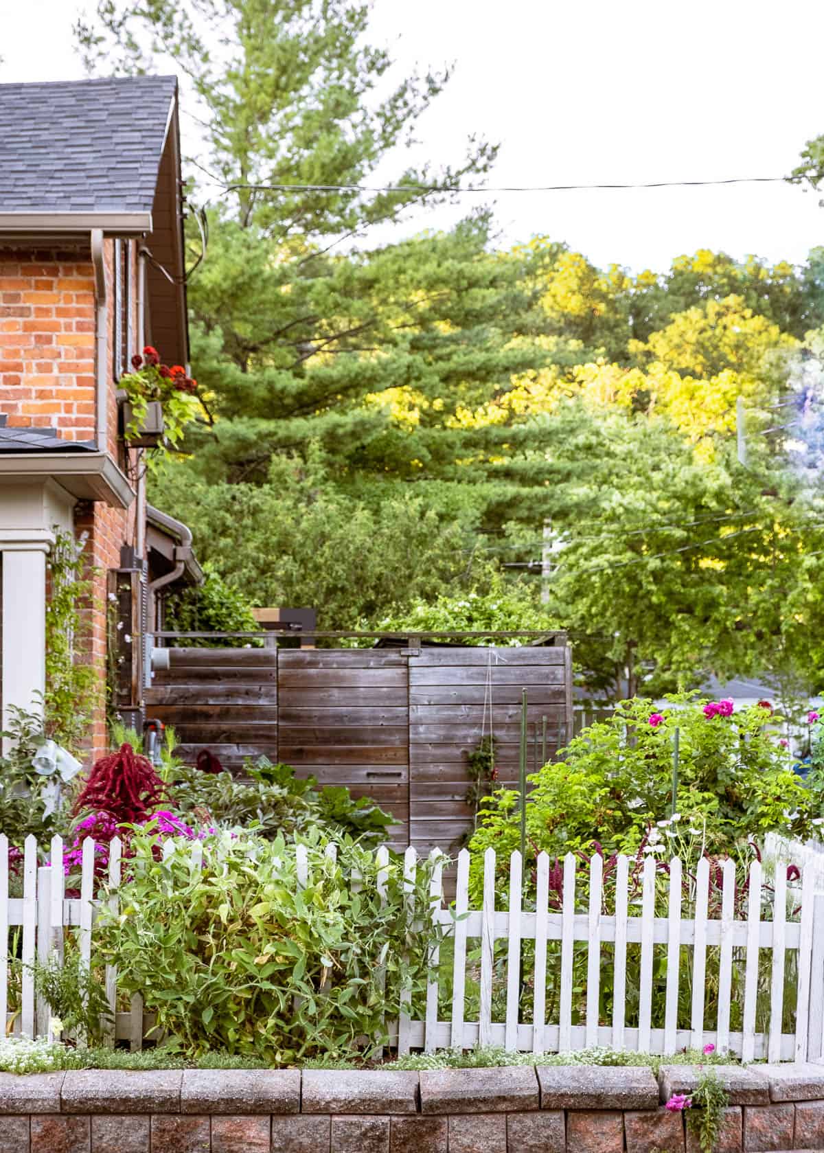 English cottage garden sits behind a white picket fence surrounding a heritage brick workman's cottage.