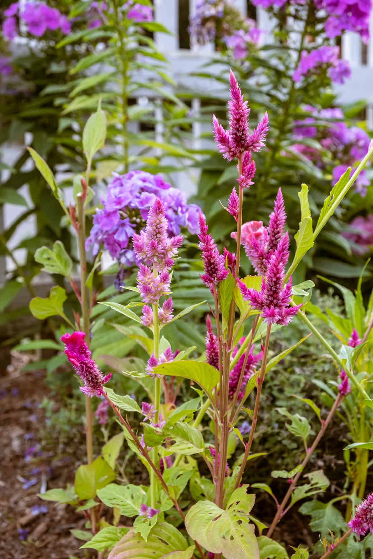 Wheat celosia spikes in a variety of hot pinks.