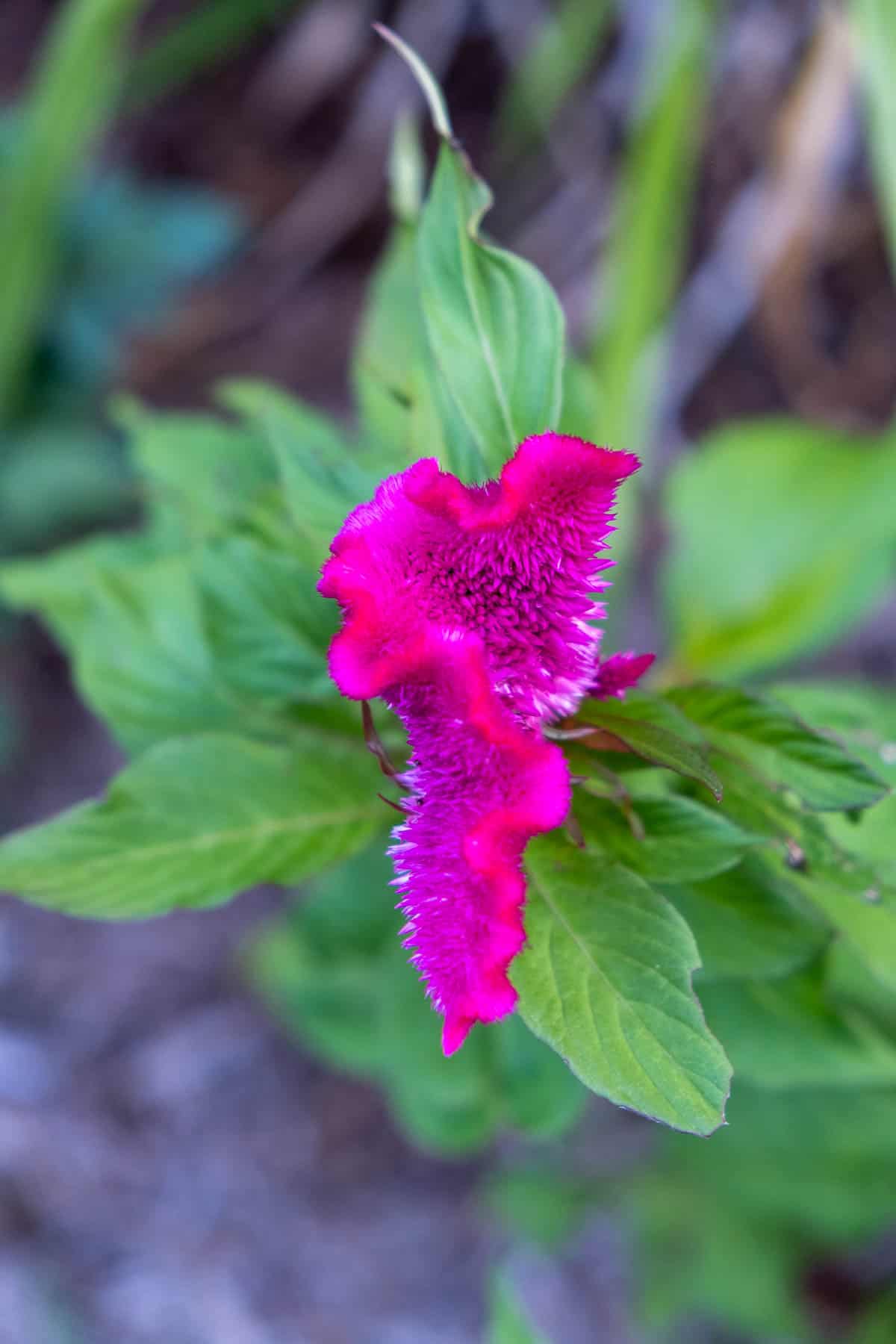 Florescent magenta cockscomb celosia bloom.