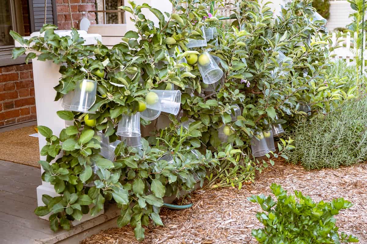 Apple espalier with apples protected with clear deli containers.