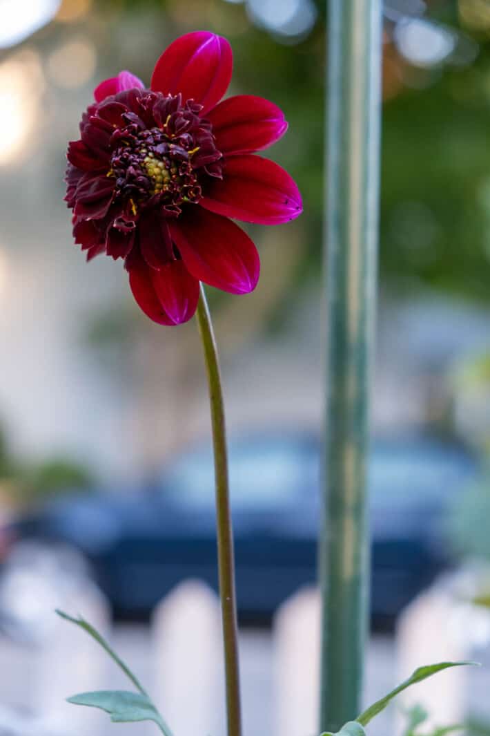 Rock Star dahlia