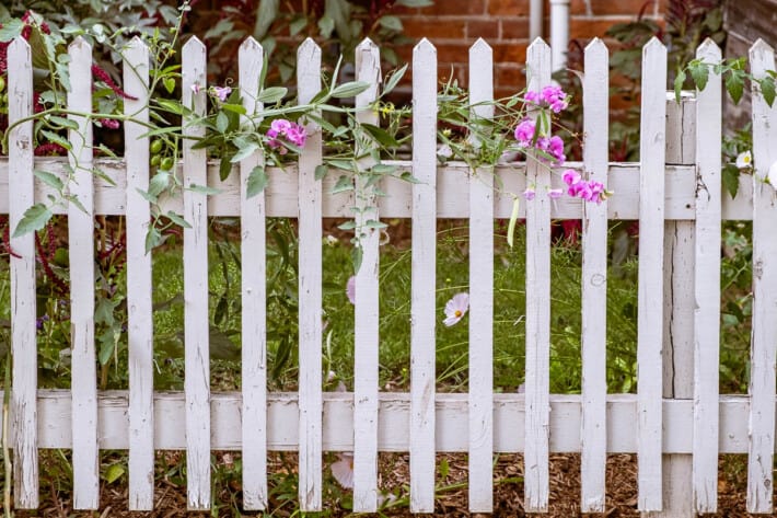 Purple sweet peas entwined in white picket fence.