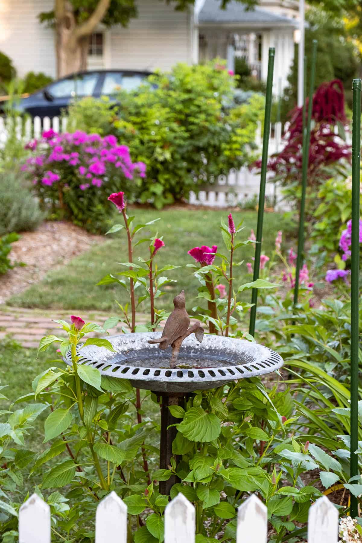 Birdbath in a thicket of hot pink cockscomb behind a white picket fence.