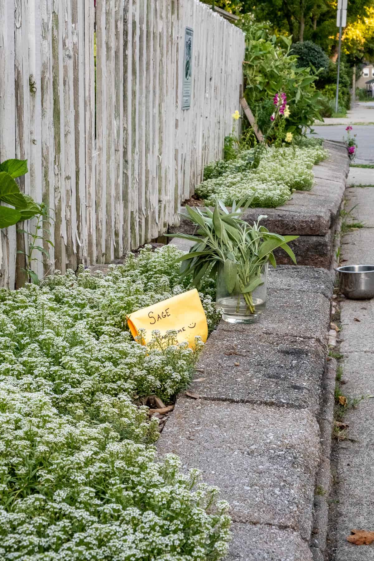 Small wall planted with mounds of white alyssum.