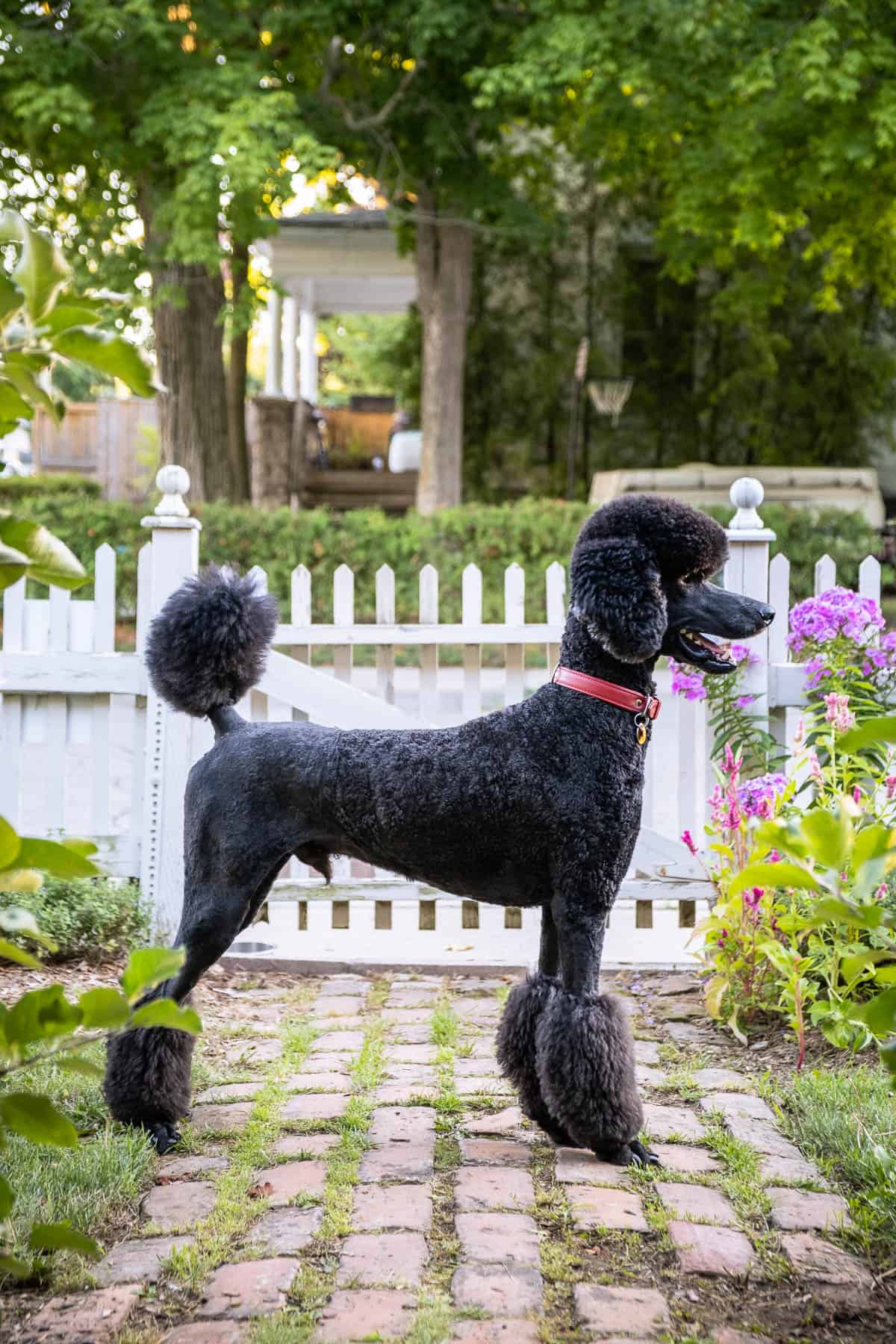 One year old blue standard poodle standing in front of white garden gate.