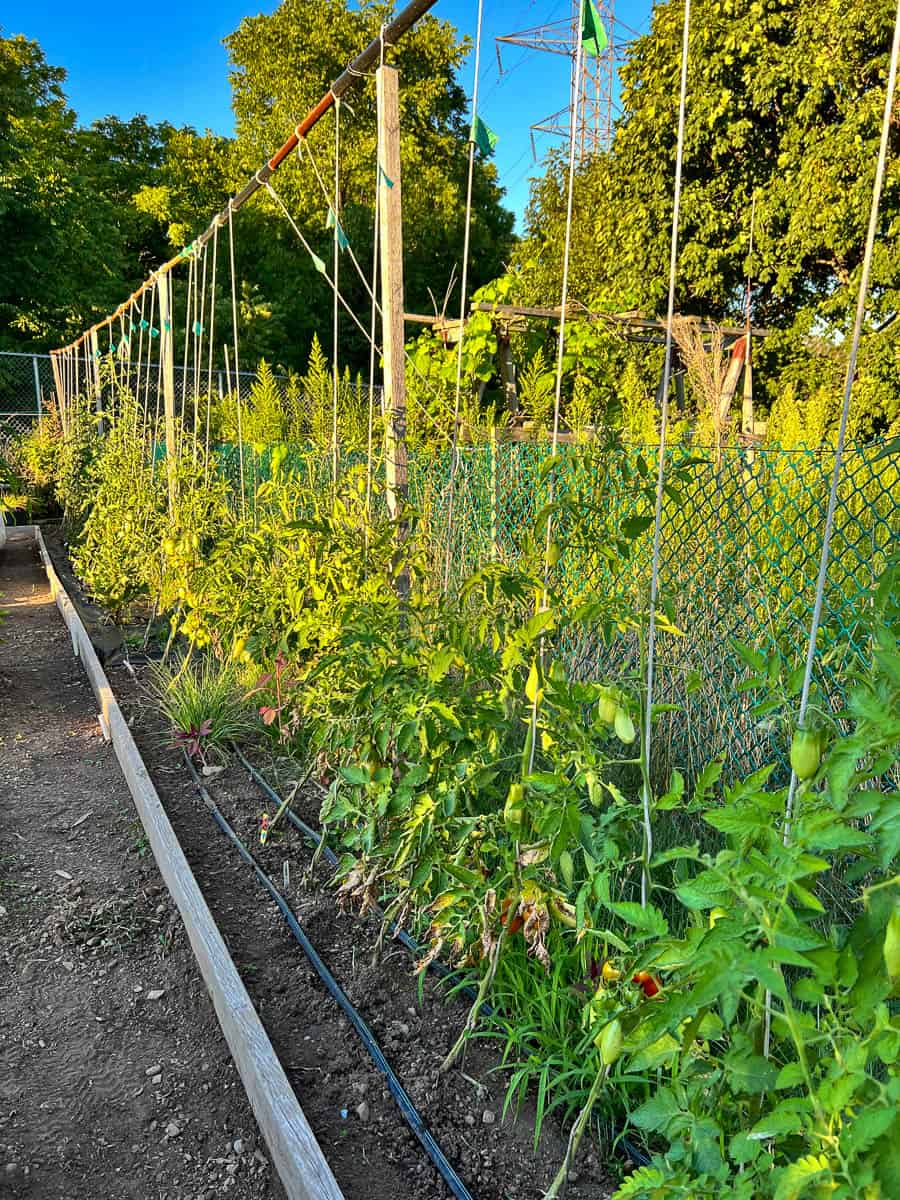 Narrow garden bed with trellis trained tomatoes.