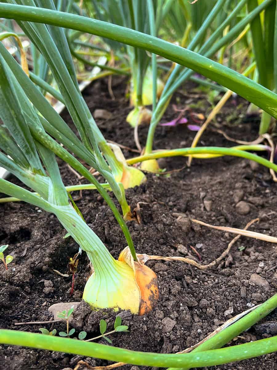 Patterson onions bulbing up in vegetable garden.