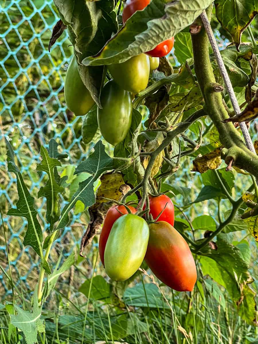 Juliet tomatoes ripening on the vine.