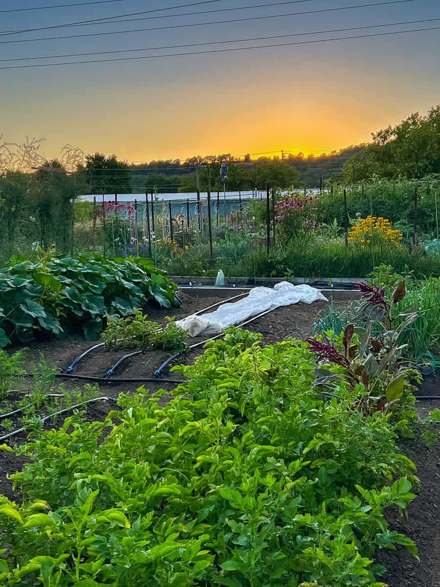 Large August vegetable garden at the golden hour.