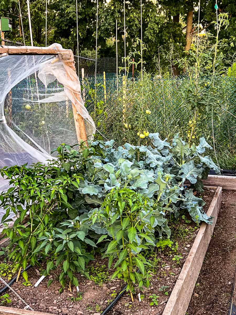 Hot peppers and broccoli growing under a hoop house on hinges.