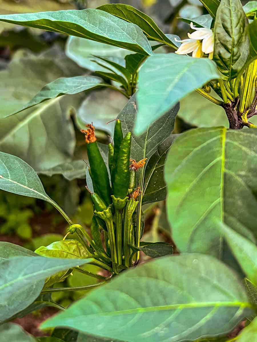 Thai hot chili peppers growing upright in a bunch.