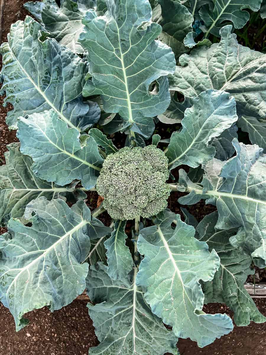 Healthy broccoli growing in vegetable garden.