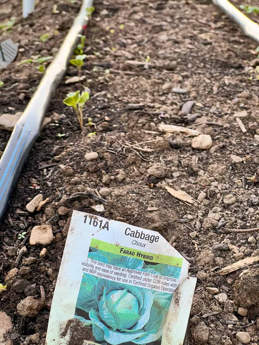Second planting cabbage sprouts in garden bed.