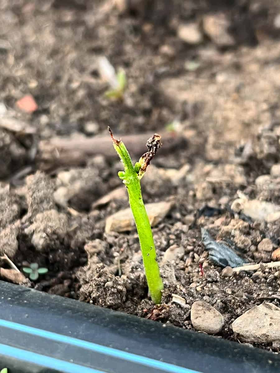 Green bean seedling chewed off by rabbits.