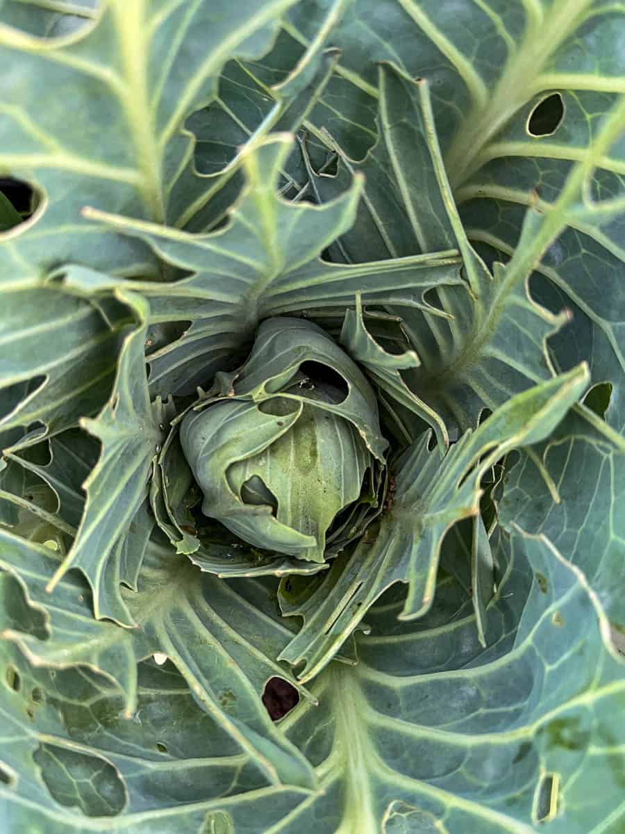 Cabbage eaten by cabbage moth larvae.