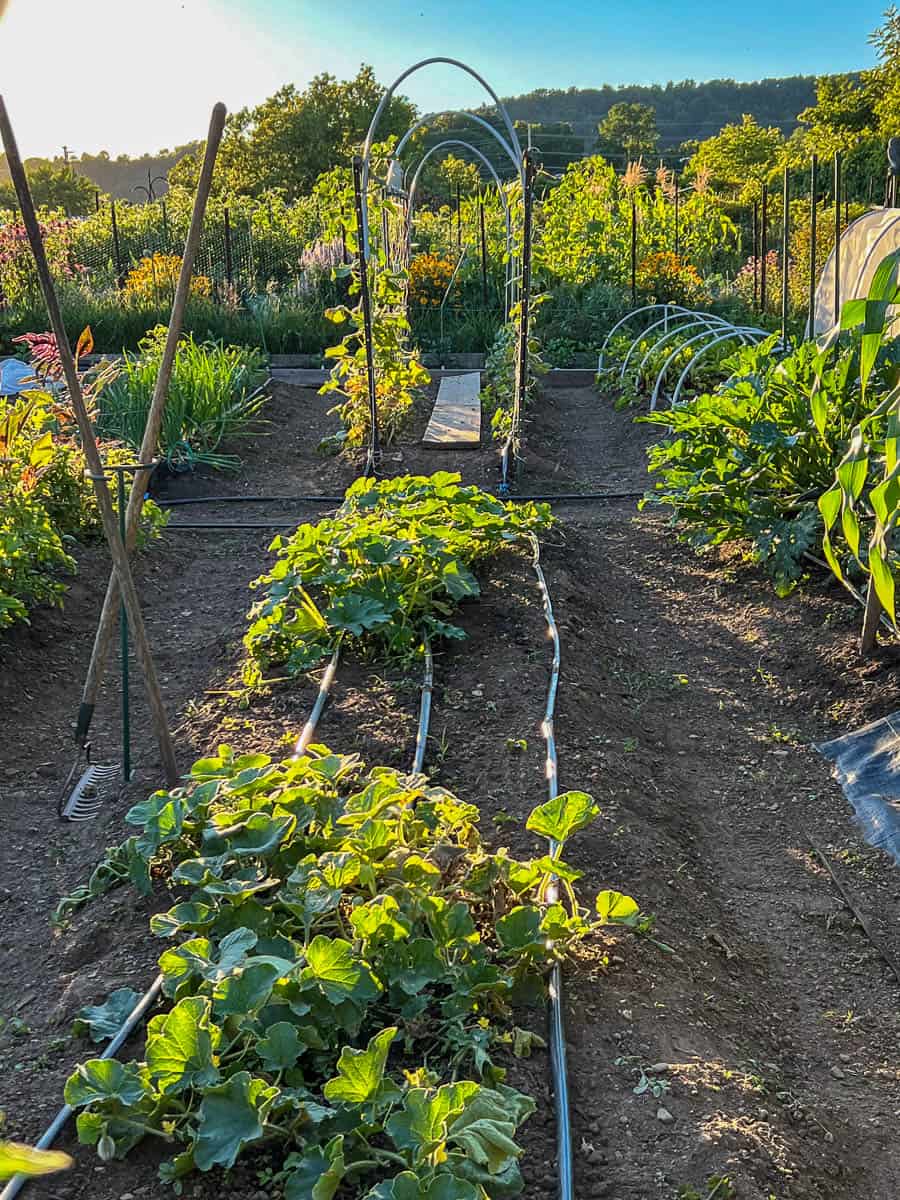 Large vegetable garden with structures.