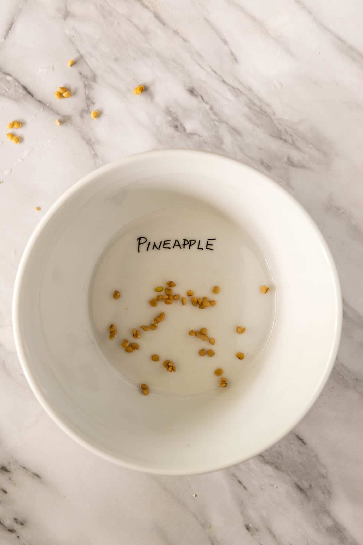 Cleaned Pineapple tomato seeds sit at the bottom of a white bowl.