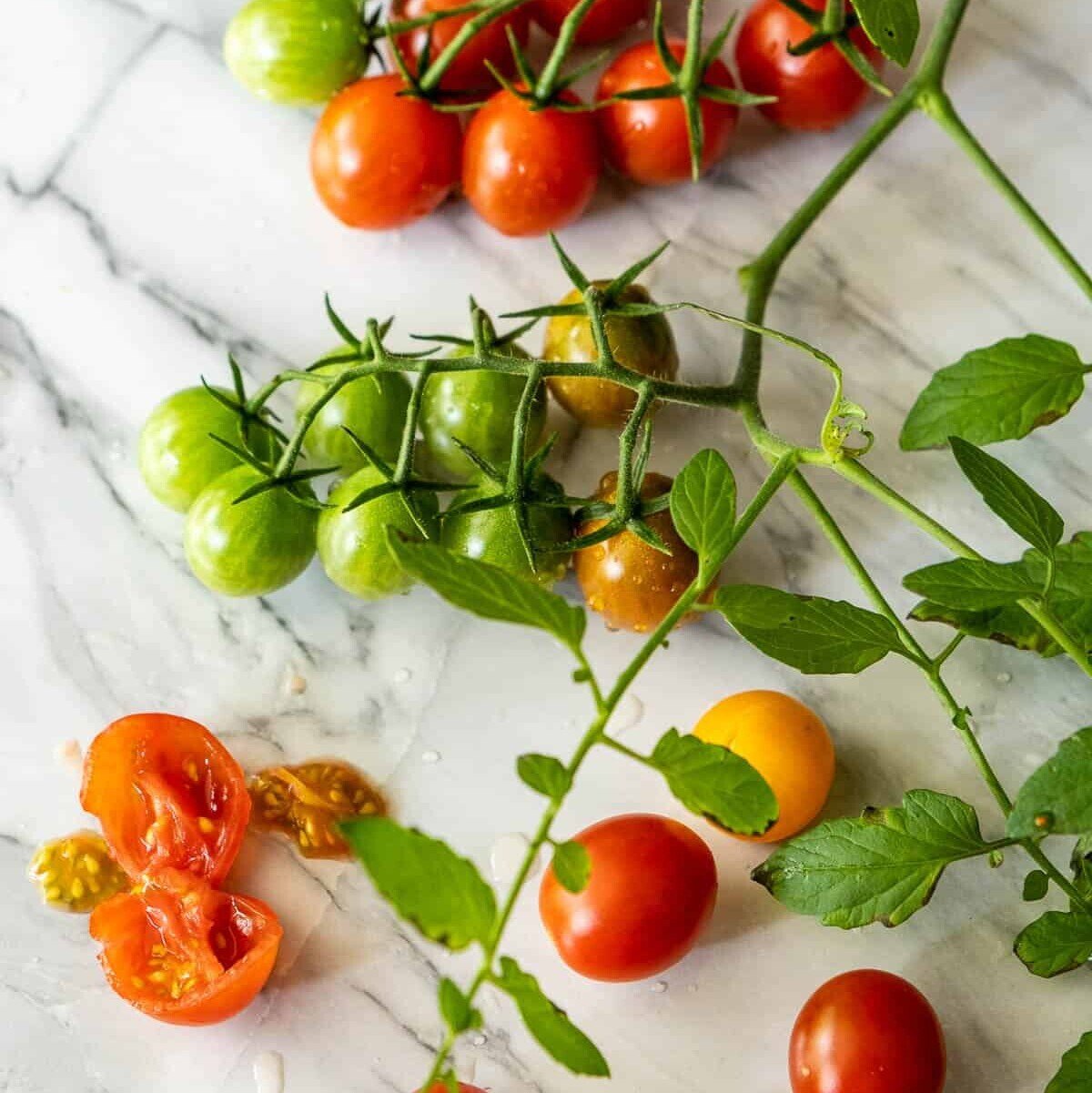 Tomato seeds