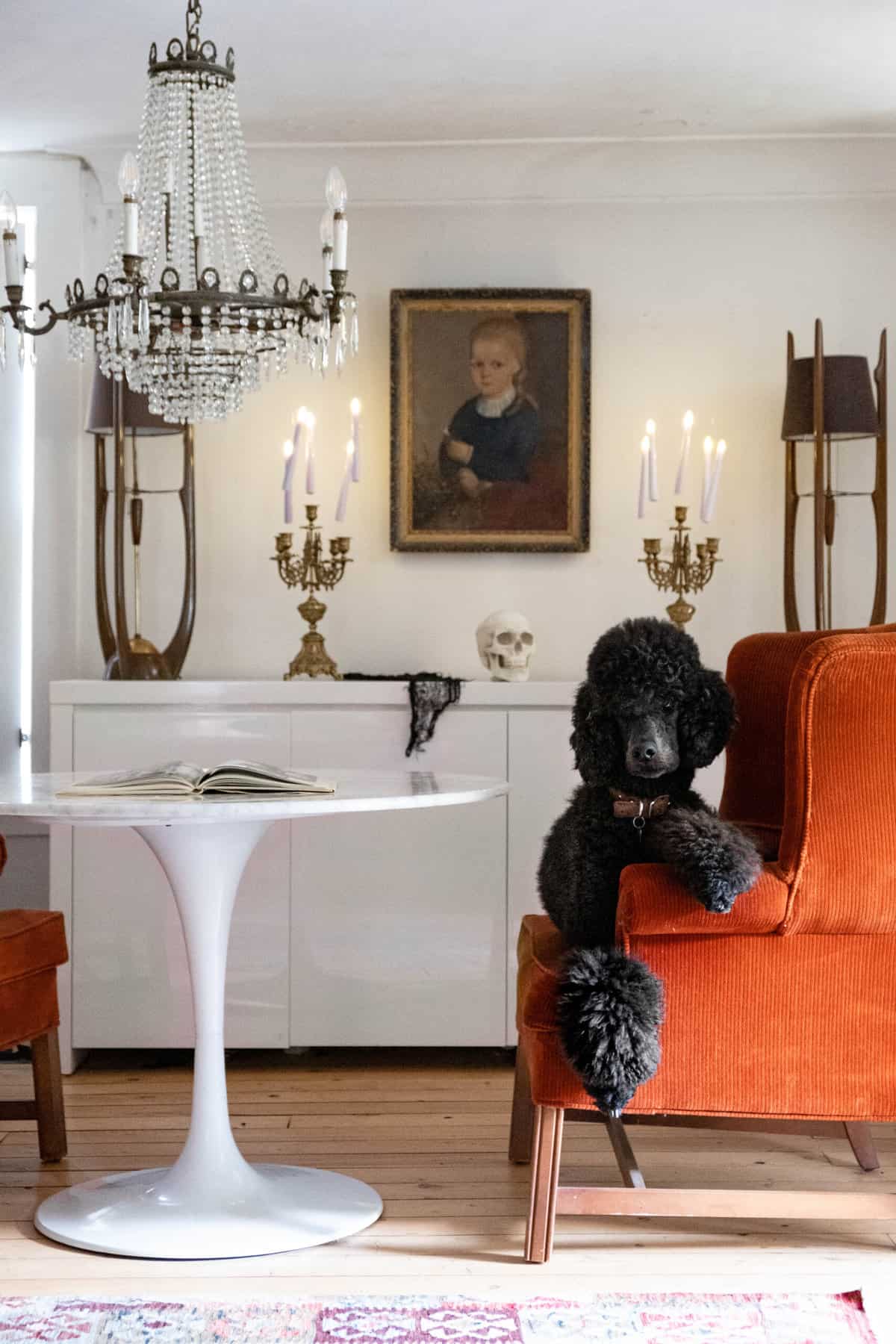 Blue standard poodle sits on orange wing chair beside tulip table with halloween display behind.