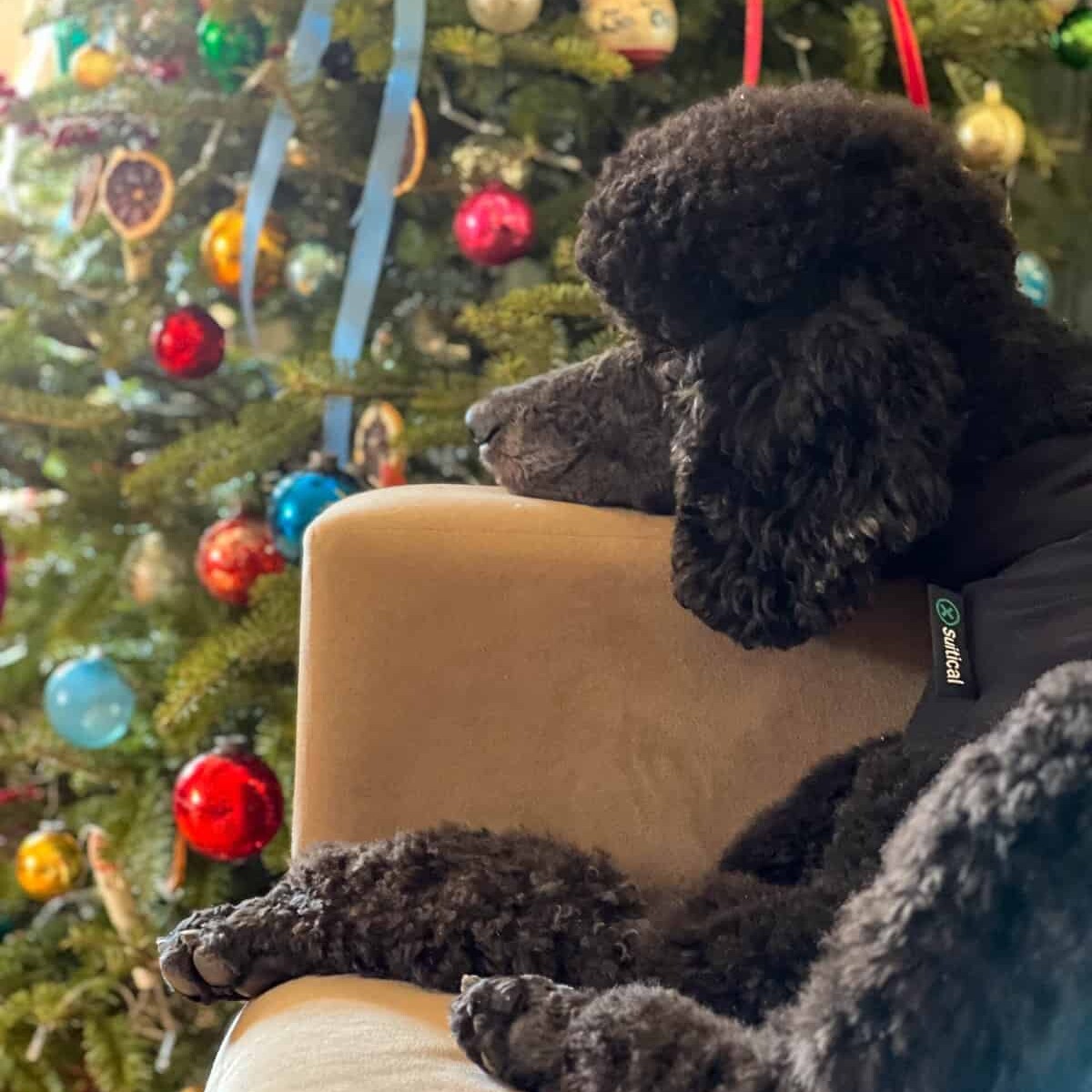 16 month old blue standard poodle laying in front of Christmas tree.