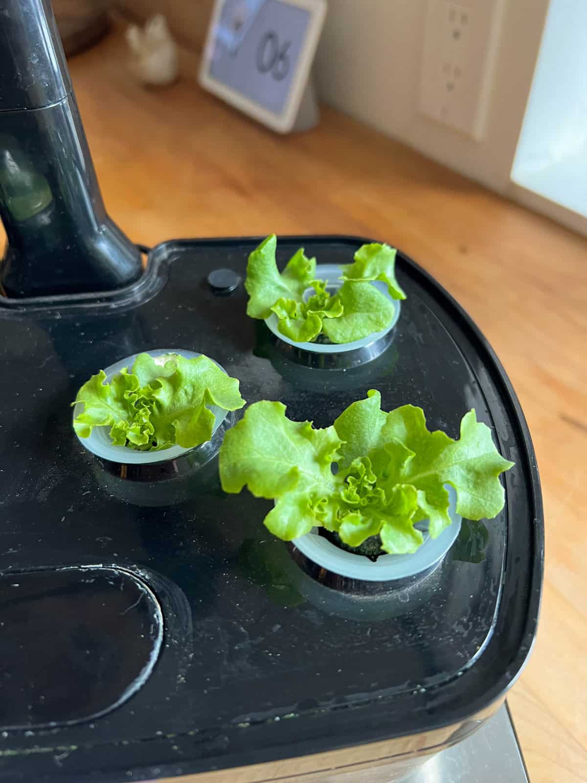 Aerogarden lettuce growth Week 2.