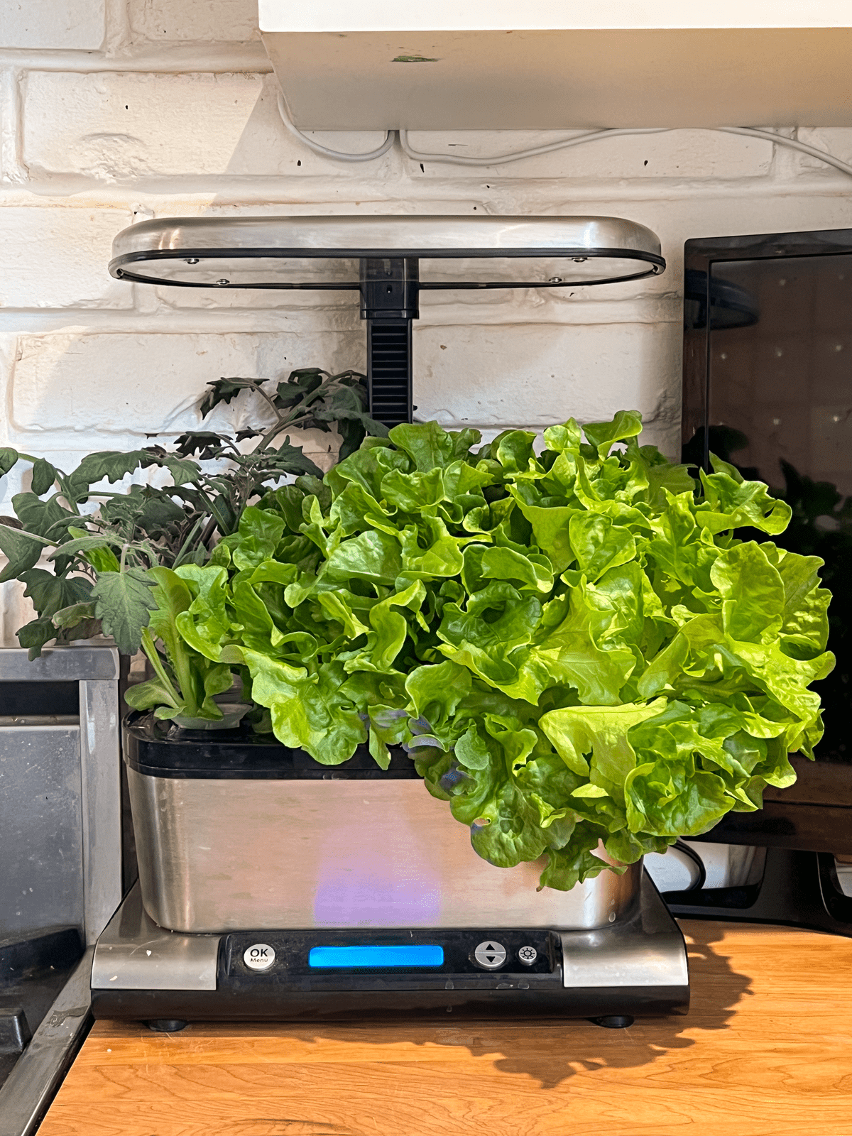Aerogarden lettuce growth Week 5.