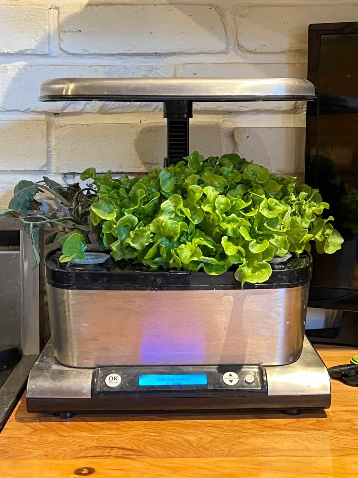 Aerogarden lettuce growth Week 4.