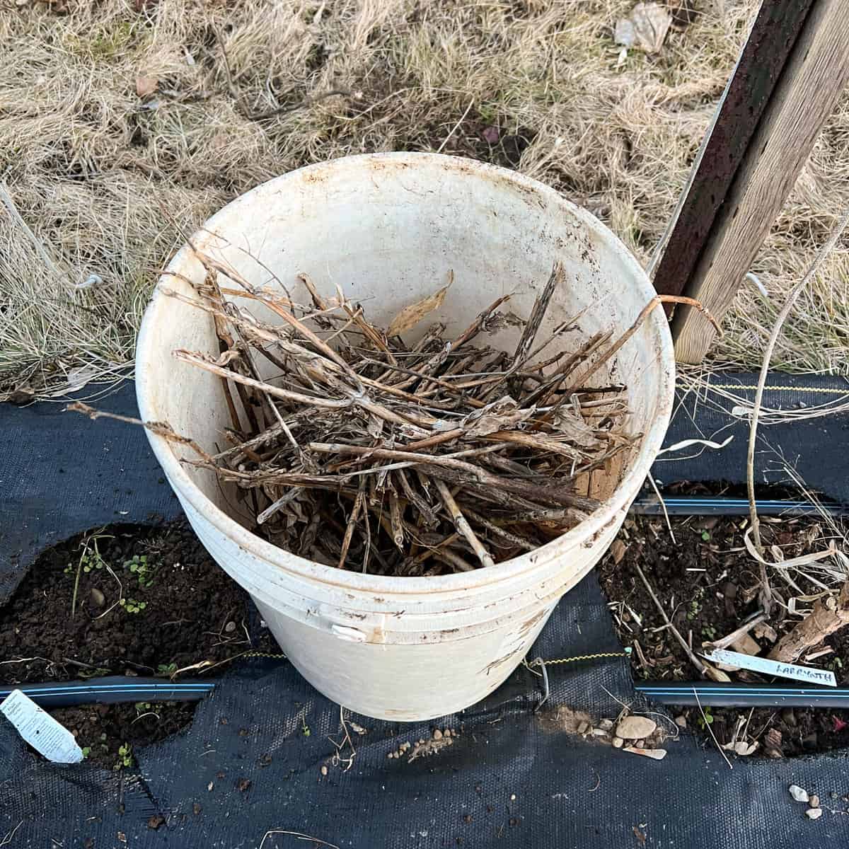 5 gallon bucket full of twigs in garden.