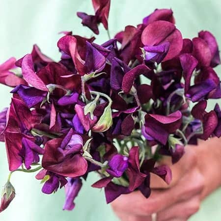 A bouquet of wine coloured Beaujolais sweet peas