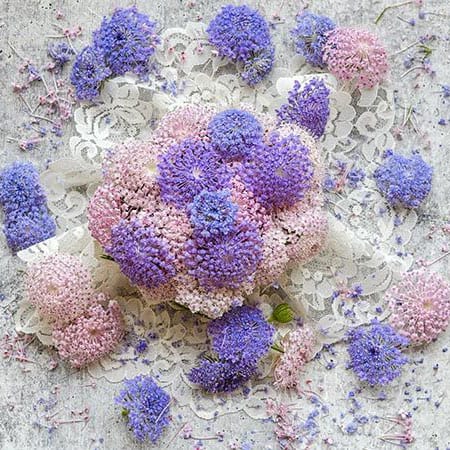Pink and blue lace flowers