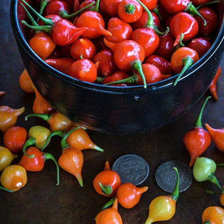 Red Biquinho peppers 