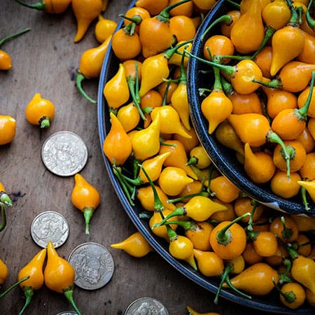 Yellow Biquinho pepper