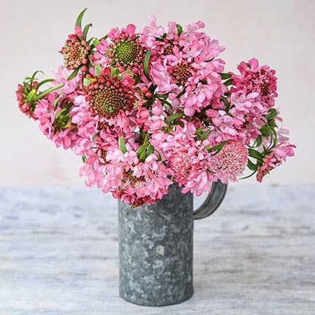 Scabiosa variety Salmon Queen in a metal pitcher.