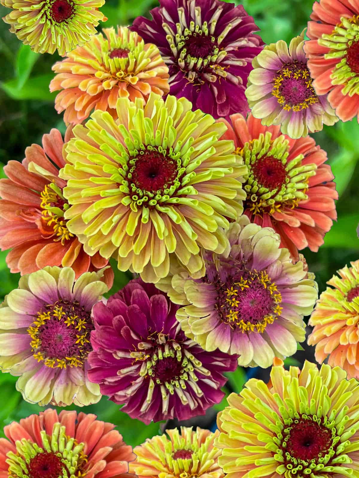 Queen Lime series of Zinnia; Queen red lime, Queen lime orange, Queen lime blush