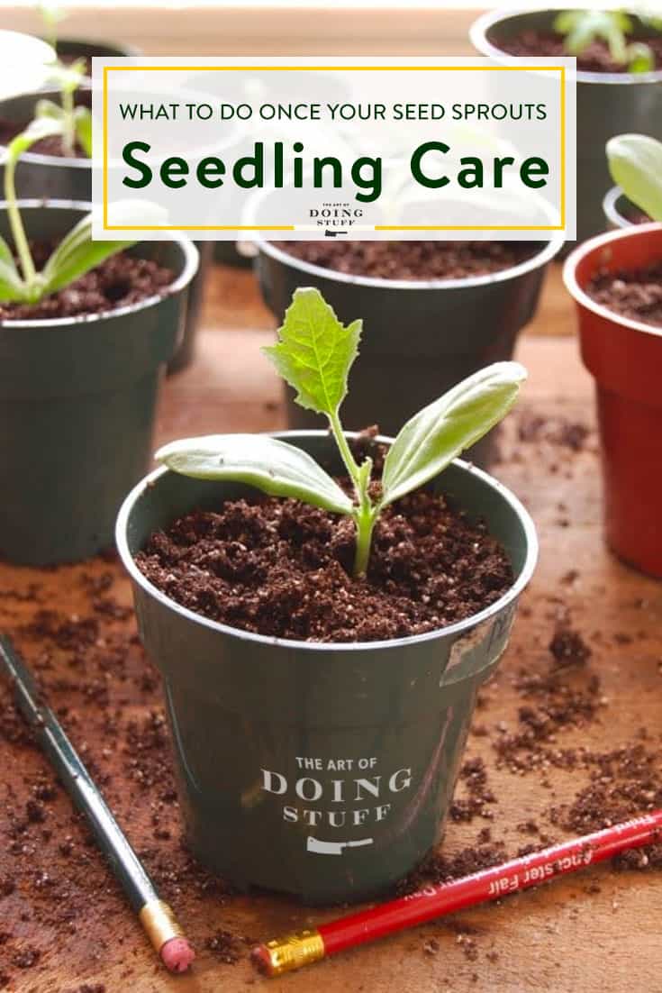 Life After Sprouting.  Seedling Care.