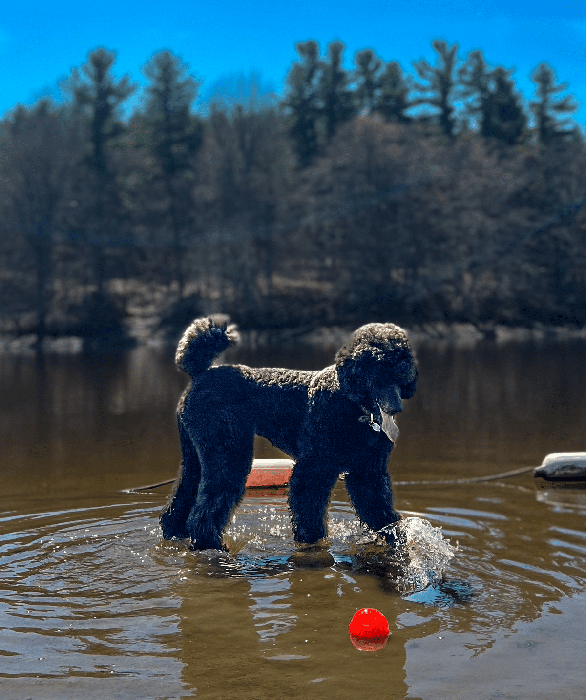 Poodle digging deals