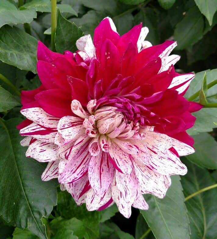 AC Paint dahlia showing colour blocking and striped petals.