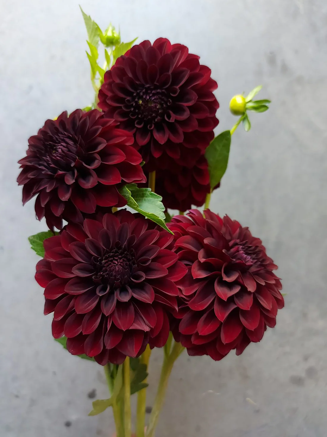 Black Satin dahlia bunch.