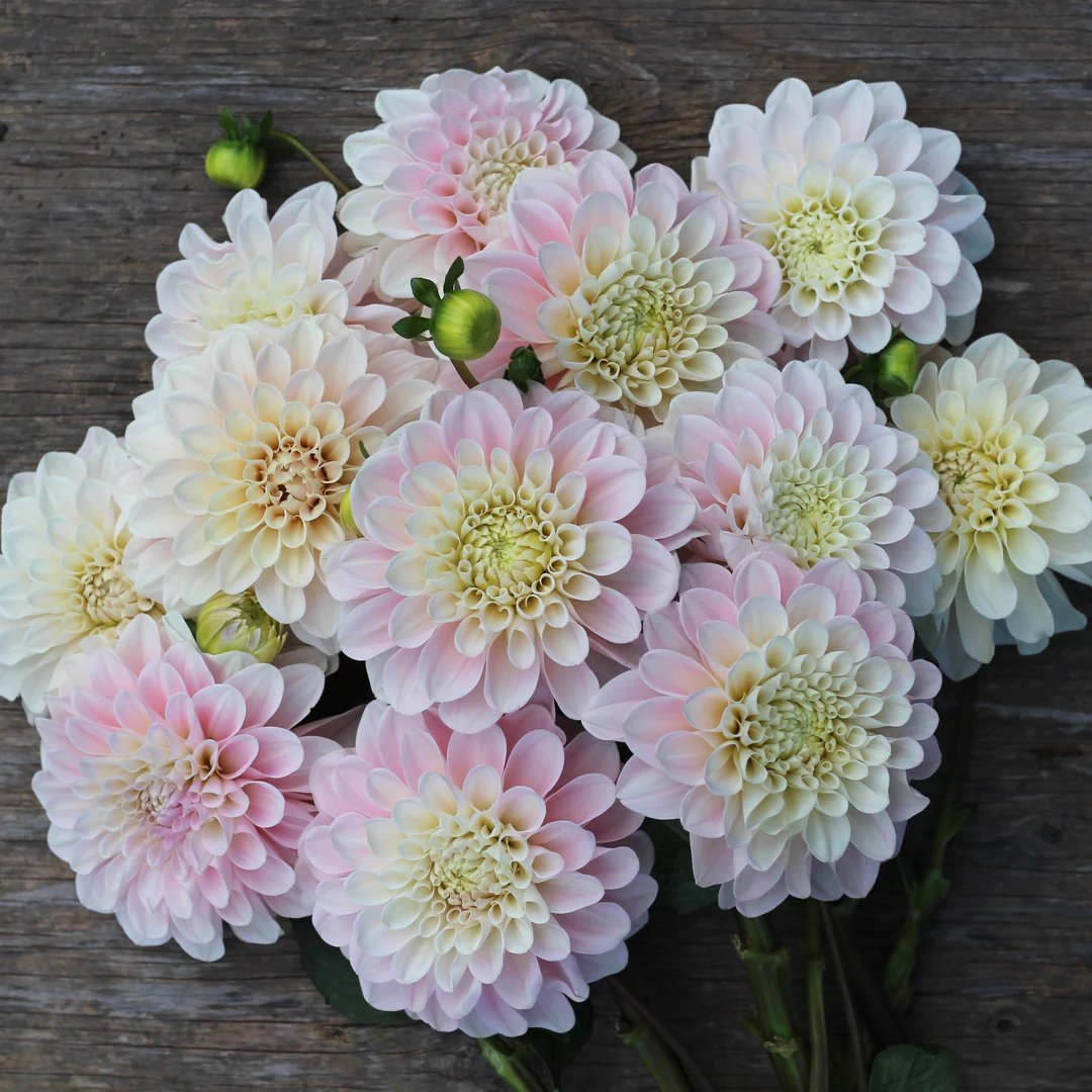 Sweet Nathalie dahlia from Antonio Valente flowers. 