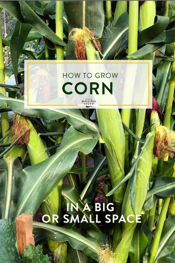 How to Grow Corn (even if you only have a small area)