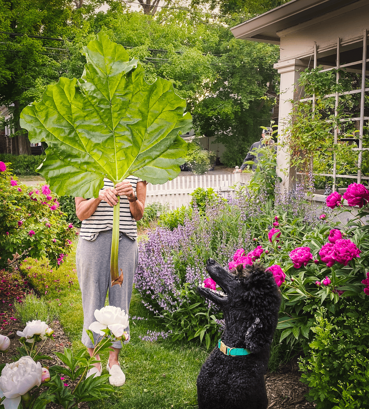 Karen Bertelsen stands in a flowering garden, holding a huge rhubarb stalk with her dog Philip looking on.