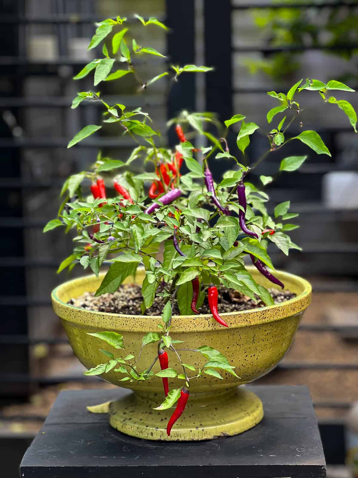 Buena Mulata purple hot pepper plant in shallow green clay planter.