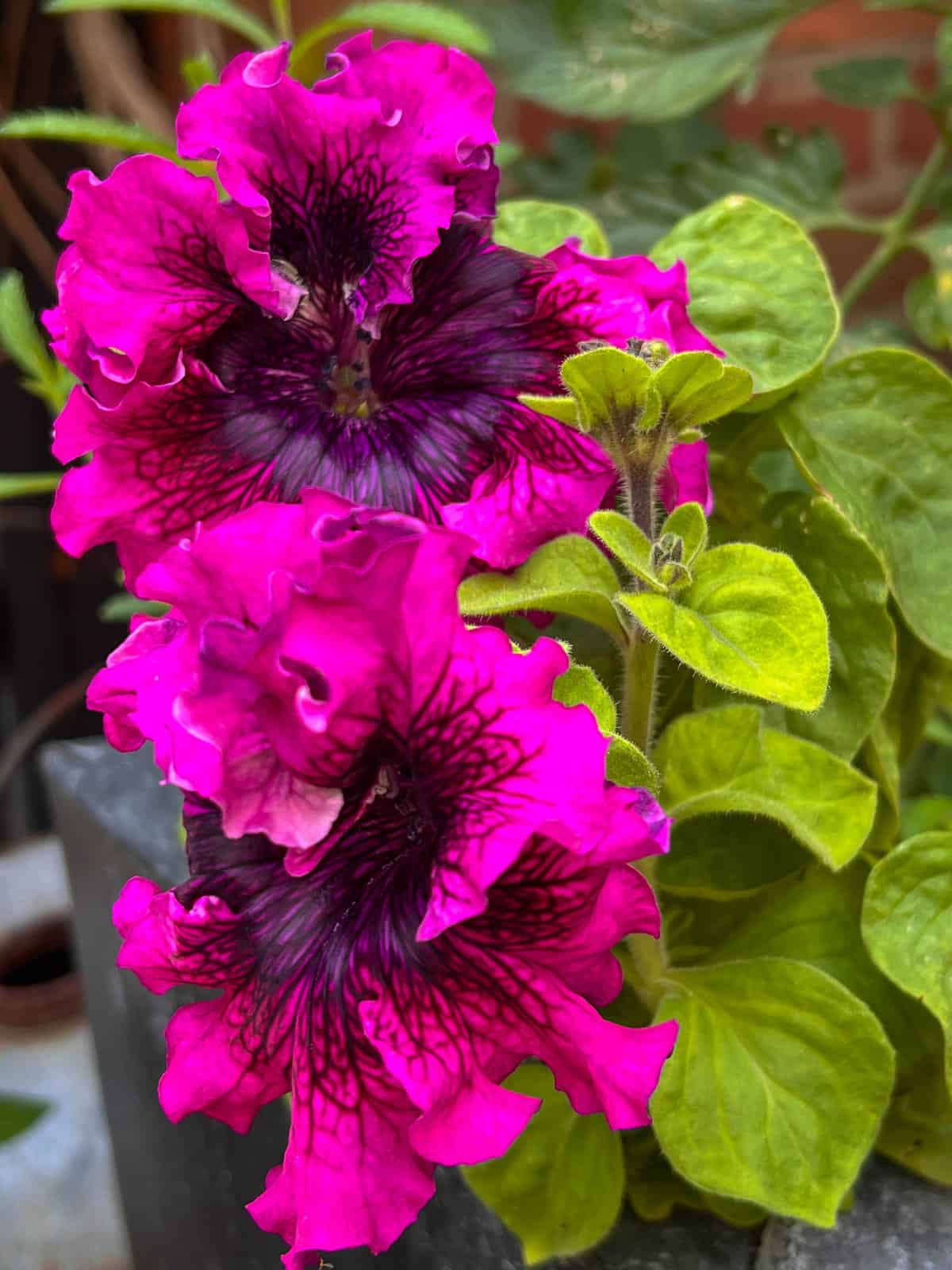 Cosmic Cherry Petunia from Baker Creek Seeds