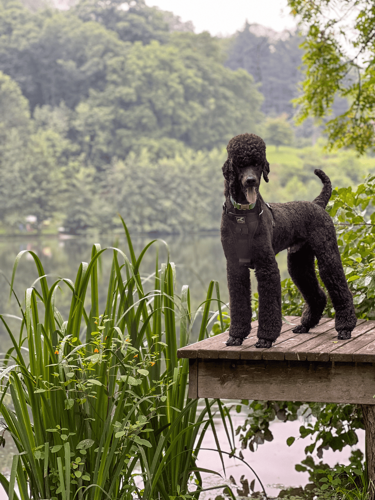 Portrait of Philip the blue standard poodle on the dock of lake surrounded by plants, trees and greenery.