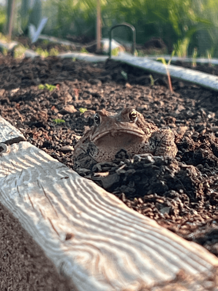 Toad in a garden.