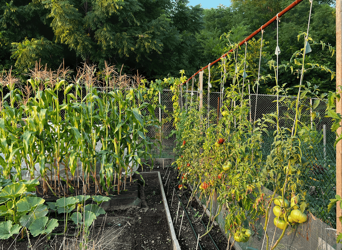 Corn grows beside squash and string trained tomatoes.