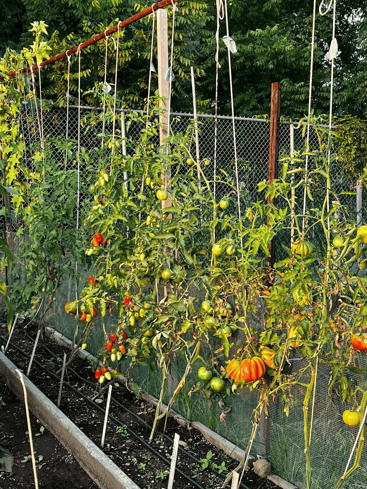 String trained tomatoes with leaves removed below fruit.