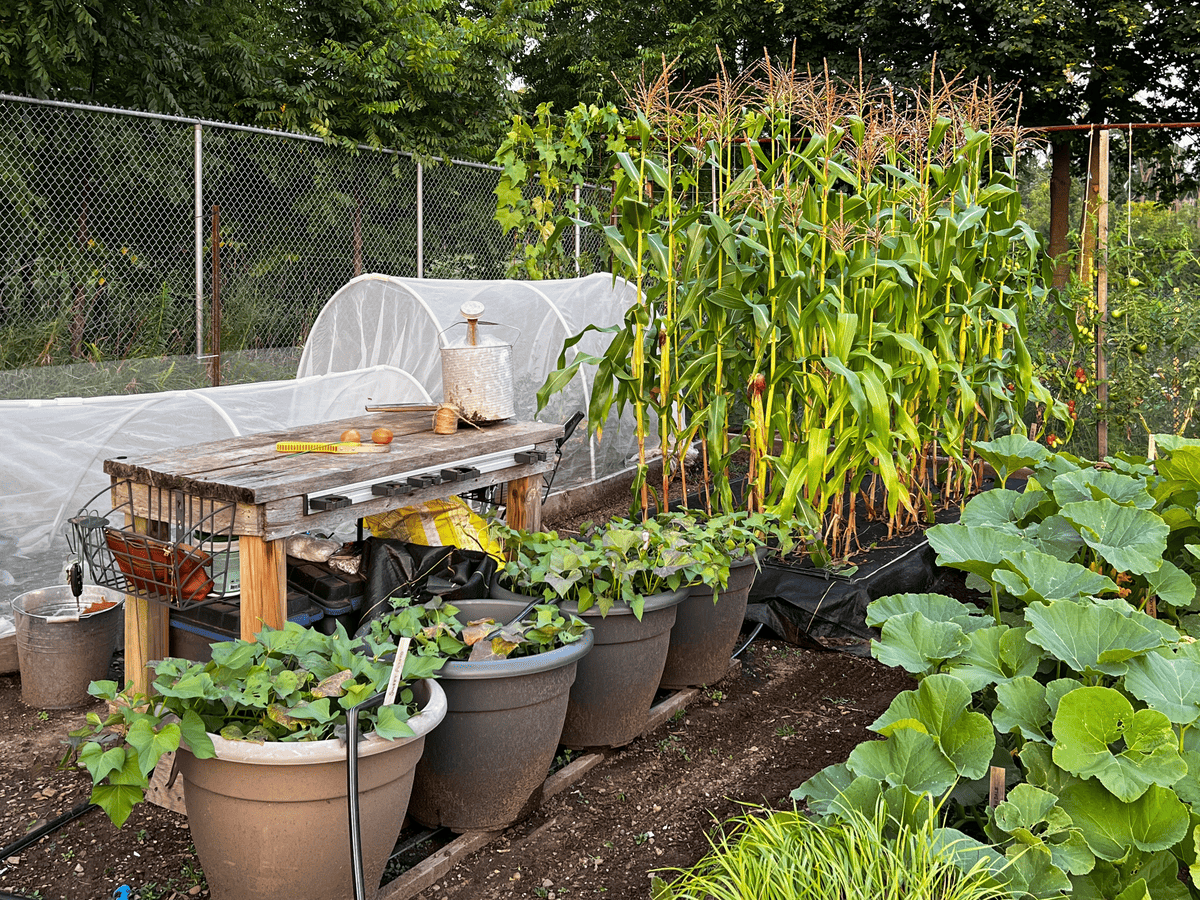 Home garden with corn, hoop houses, pots of sweet potatoes growing and work bench.