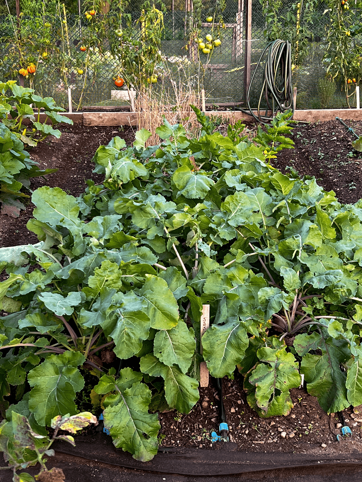 Rutabaga, a cross between cabbage and turnip grows huge leaves in the garden.